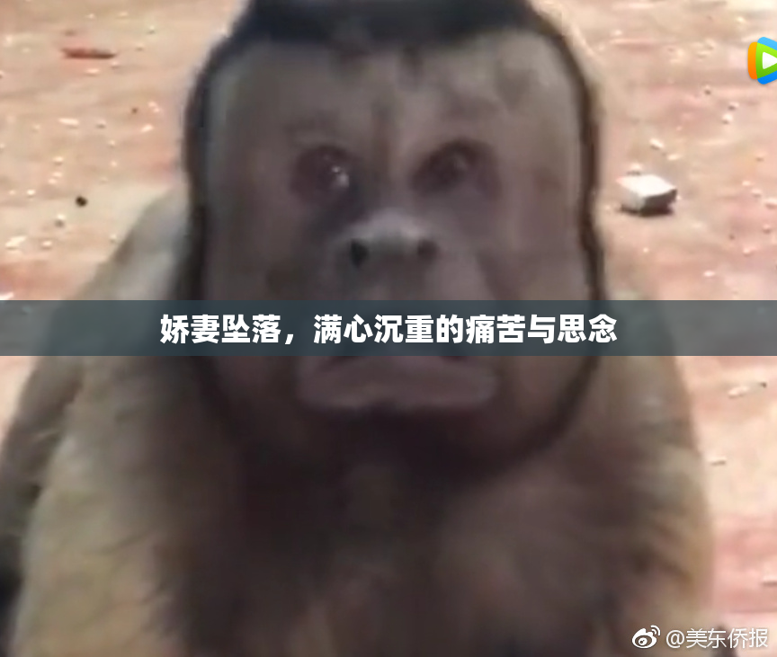 娇妻坠落，满心沉重的痛苦与思念