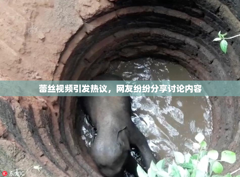 蕾丝视频引发热议，网友纷纷分享讨论内容