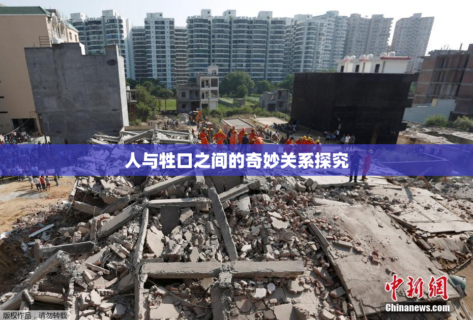 人与牲口之间的奇妙关系探究
