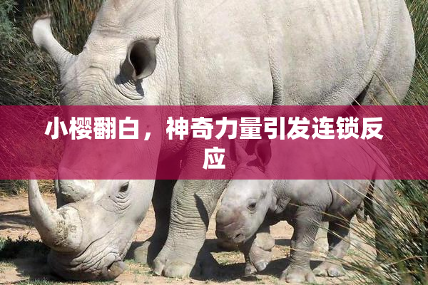 小樱翻白，神奇力量引发连锁反应