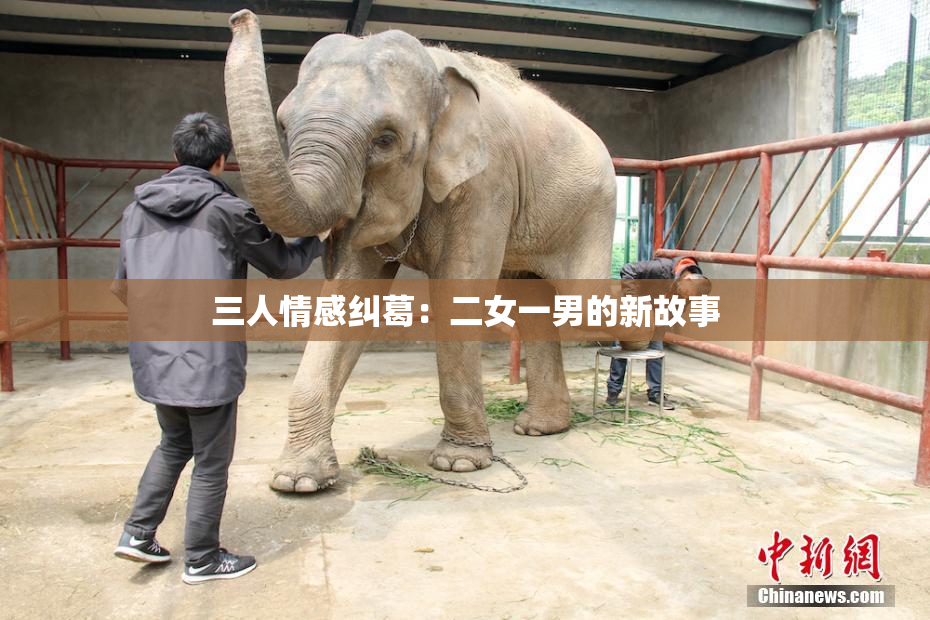 三人情感纠葛：二女一男的新故事