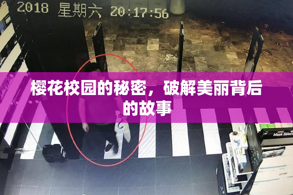 樱花校园的秘密，破解美丽背后的故事