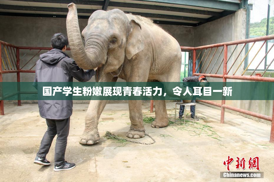 国产学生粉嫩展现青春活力，令人耳目一新
