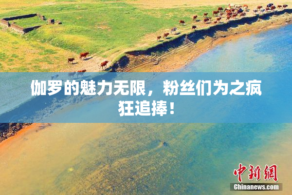 伽罗的魅力无限，粉丝们为之疯狂追捧！