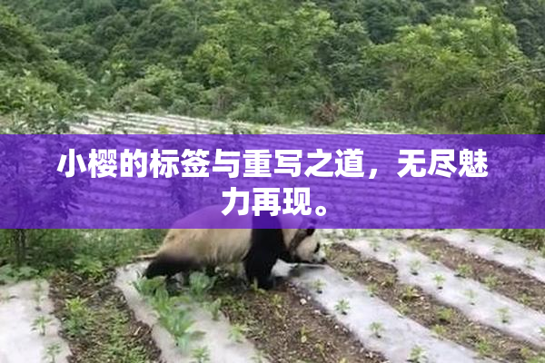 小樱的标签与重写之道，无尽魅力再现。