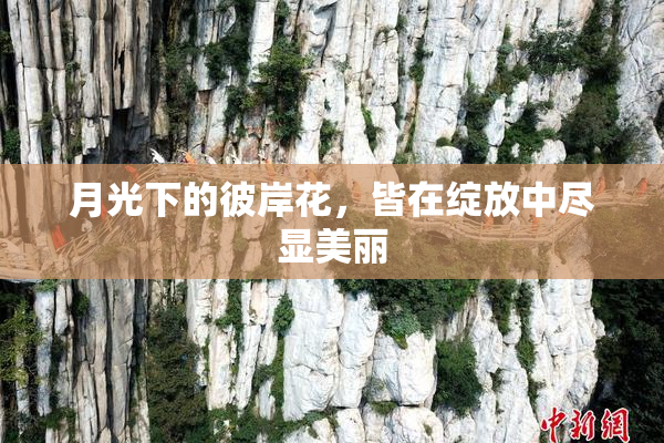 月光下的彼岸花，皆在绽放中尽显美丽