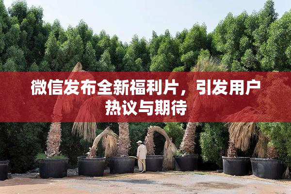 微信发布全新福利片，引发用户热议与期待