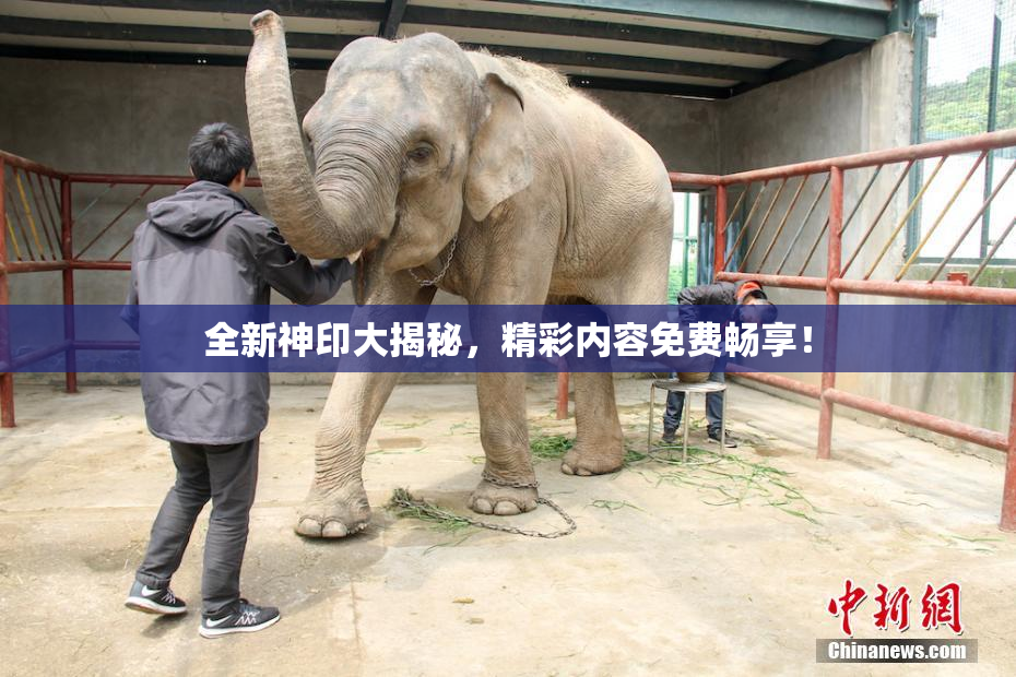 全新神印大揭秘，精彩内容免费畅享！