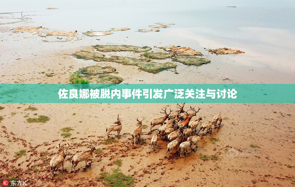佐良娜被脱内事件引发广泛关注与讨论