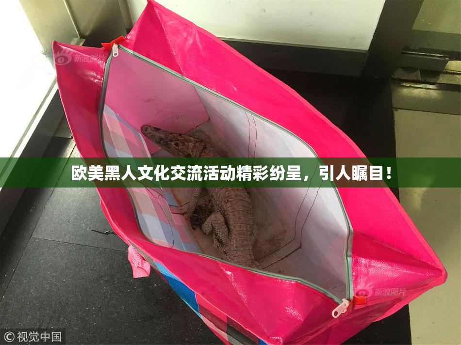 欧美黑人文化交流活动精彩纷呈，引人瞩目！