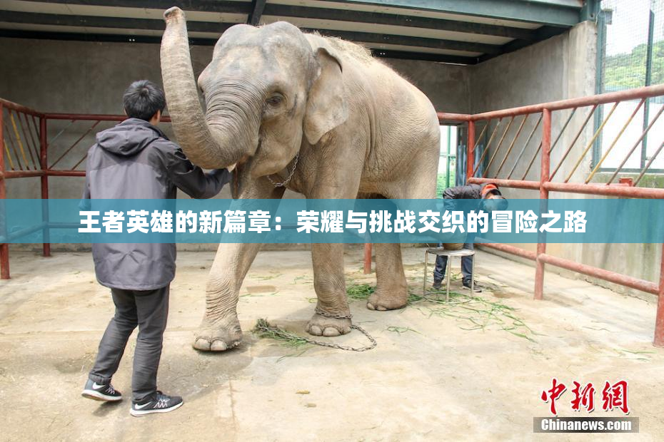 王者英雄的新篇章：荣耀与挑战交织的冒险之路