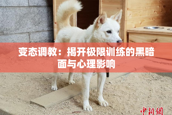 变态调教：揭开极限训练的黑暗面与心理影响