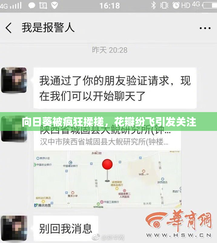 向日葵被疯狂揉搓，花瓣纷飞引发关注