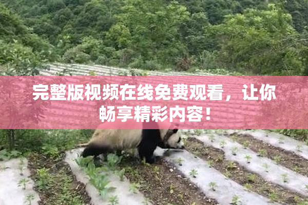 完整版视频在线免费观看，让你畅享精彩内容！