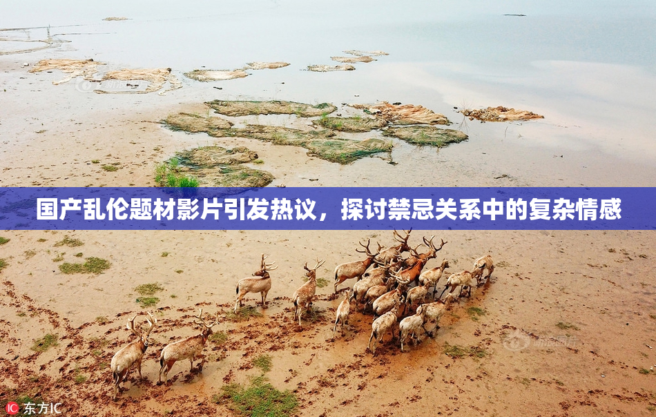 国产乱伦题材影片引发热议，探讨禁忌关系中的复杂情感