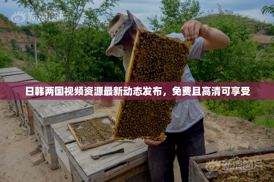 日韩两国视频资源最新动态发布，免费且高清可享受