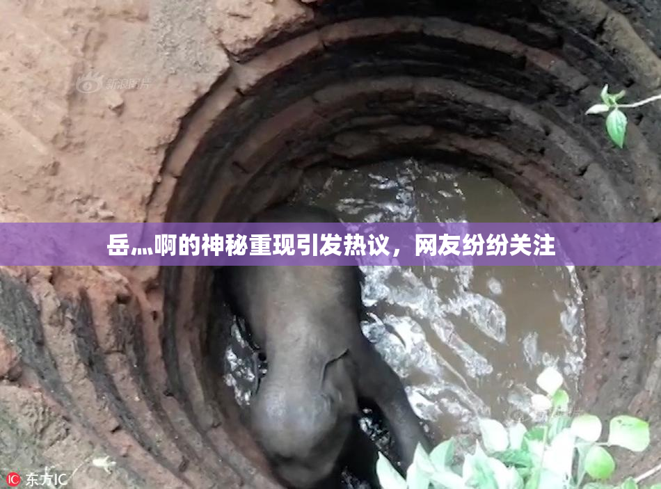 岳灬啊的神秘重现引发热议，网友纷纷关注