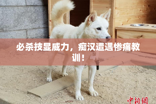 必杀技显威力，痴汉遭遇惨痛教训！