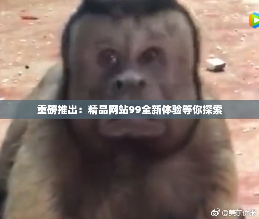 重磅推出：精品网站99全新体验等你探索
