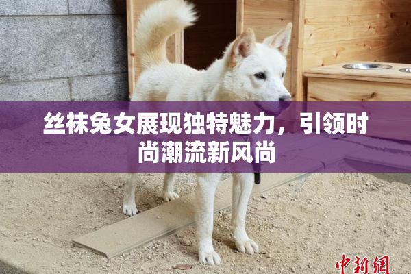 丝袜兔女展现独特魅力，引领时尚潮流新风尚