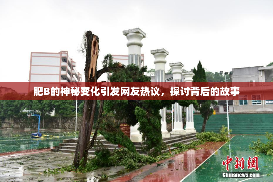 肥B的神秘变化引发网友热议，探讨背后的故事