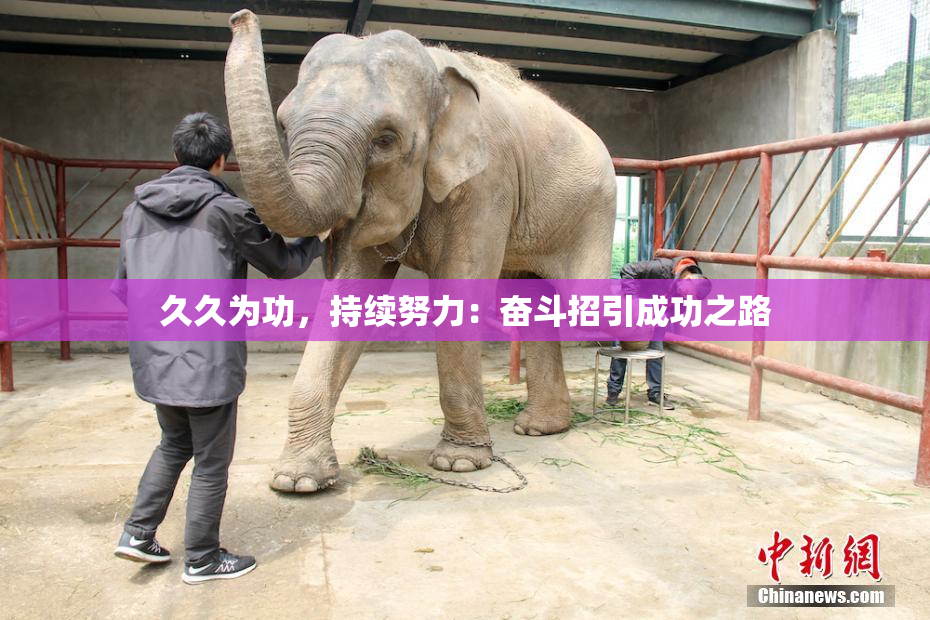 久久为功，持续努力：奋斗招引成功之路
