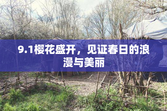 9.1樱花盛开，见证春日的浪漫与美丽