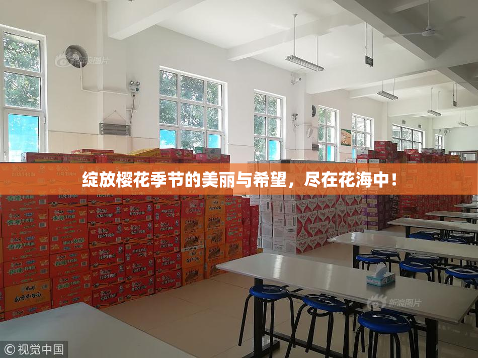 绽放樱花季节的美丽与希望，尽在花海中！