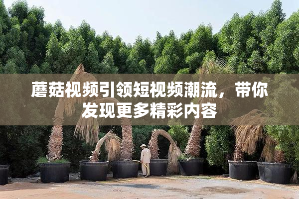 蘑菇视频引领短视频潮流，带你发现更多精彩内容