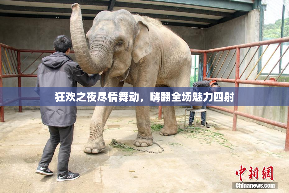 狂欢之夜尽情舞动，嗨翻全场魅力四射