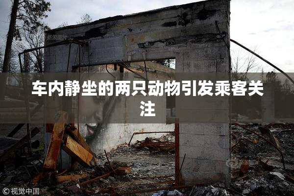车内静坐的两只动物引发乘客关注