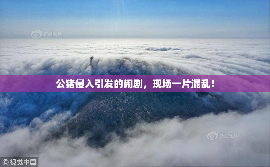 公猪侵入引发的闹剧，现场一片混乱！