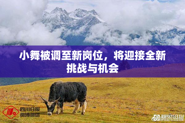 小舞被调至新岗位，将迎接全新挑战与机会