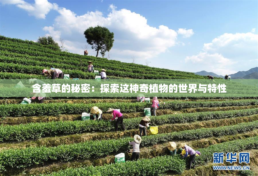 含羞草的秘密：探索这神奇植物的世界与特性