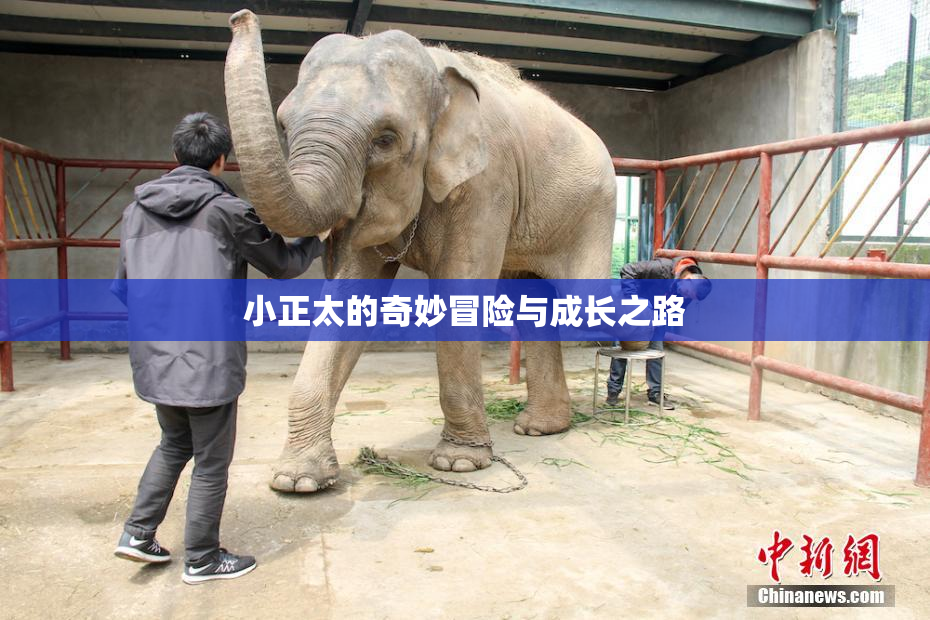 小正太的奇妙冒险与成长之路