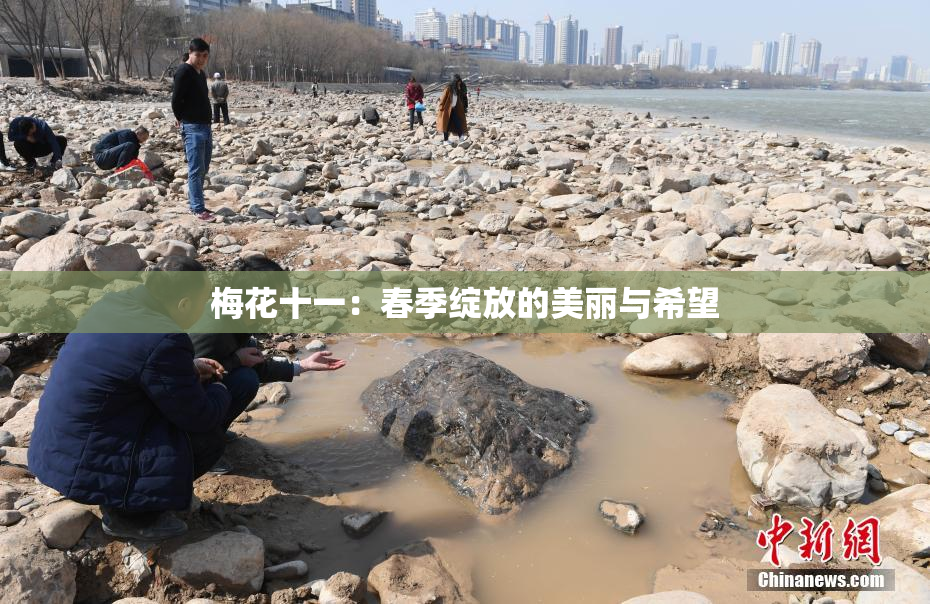 梅花十一：春季绽放的美丽与希望