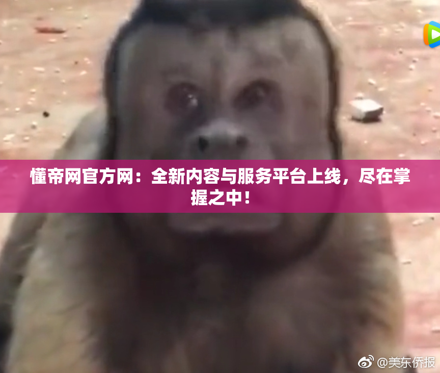 懂帝网官方网：全新内容与服务平台上线，尽在掌握之中！