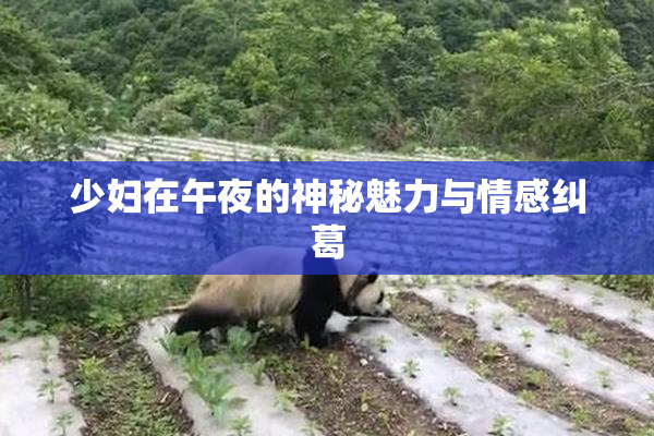 少妇在午夜的神秘魅力与情感纠葛