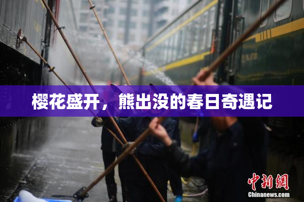 樱花盛开，熊出没的春日奇遇记
