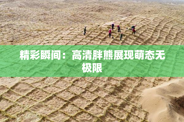 精彩瞬间：高清胖熊展现萌态无极限