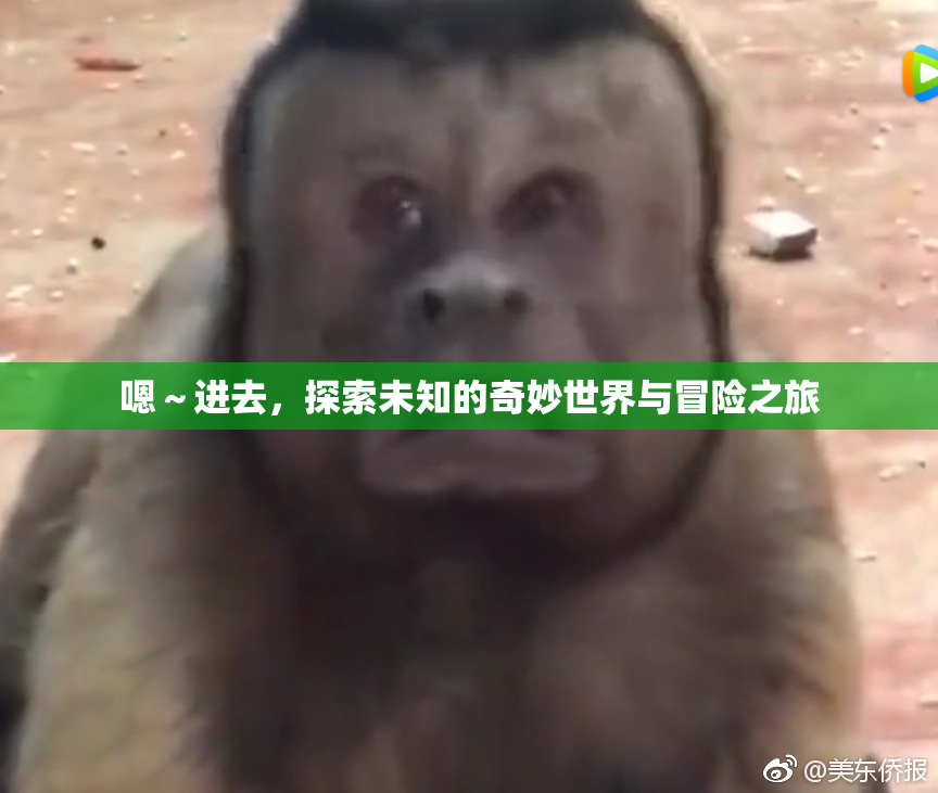 嗯～进去，探索未知的奇妙世界与冒险之旅