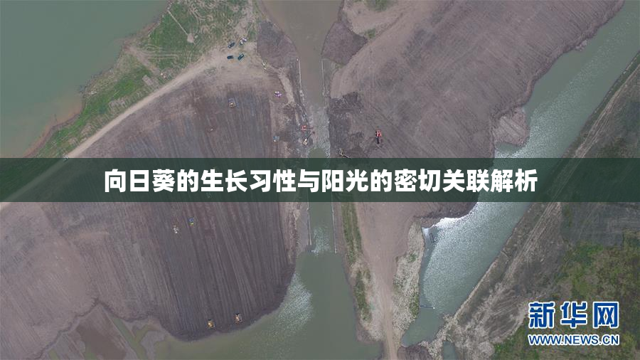 向日葵的生长习性与阳光的密切关联解析