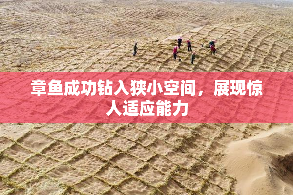 章鱼成功钻入狭小空间，展现惊人适应能力