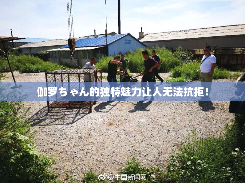 伽罗ちゃん的独特魅力让人无法抗拒！