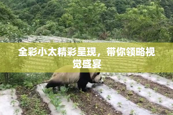 全彩小太精彩呈现，带你领略视觉盛宴