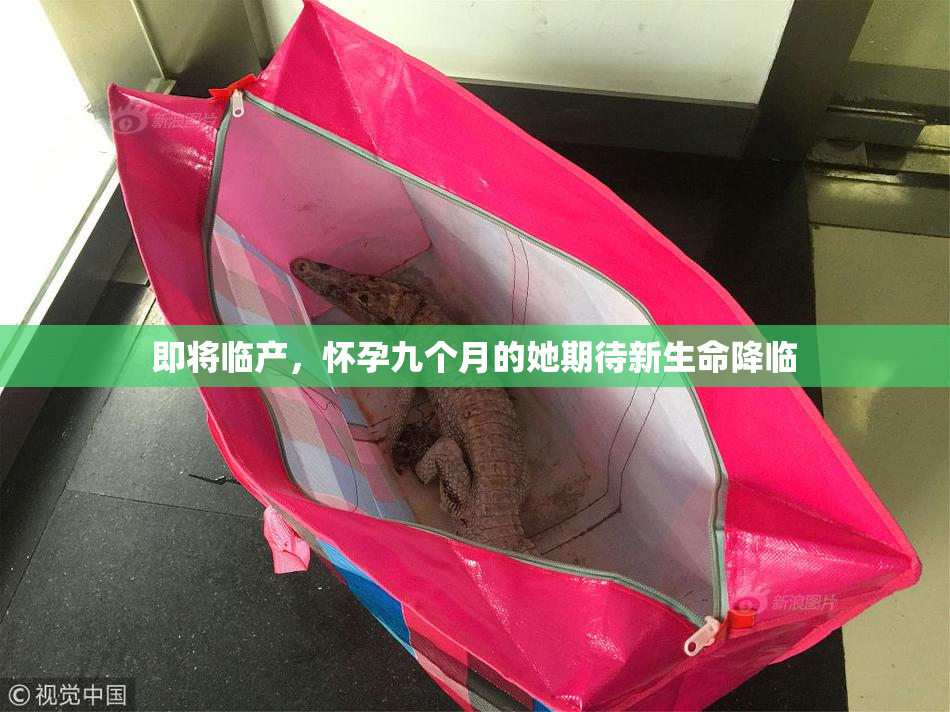 即将临产，怀孕九个月的她期待新生命降临