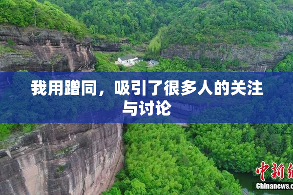 我用蹭同，吸引了很多人的关注与讨论