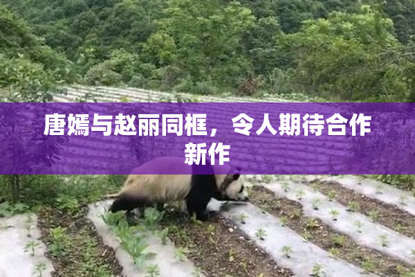 唐嫣与赵丽同框，令人期待合作新作
