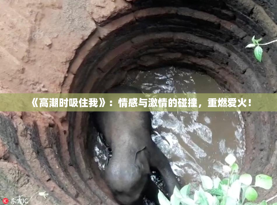 《高潮时吸住我》：情感与激情的碰撞，重燃爱火！