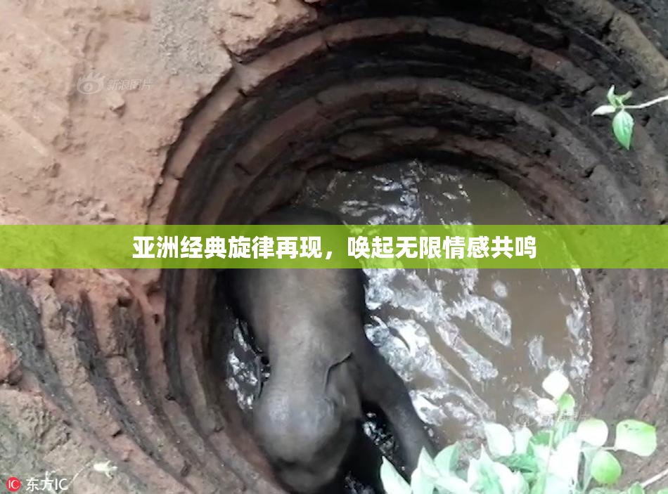亚洲经典旋律再现，唤起无限情感共鸣